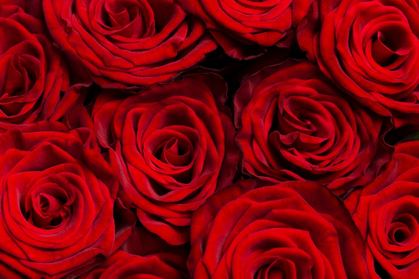 Roses