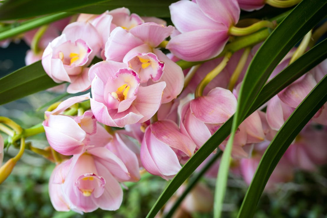 Orchids