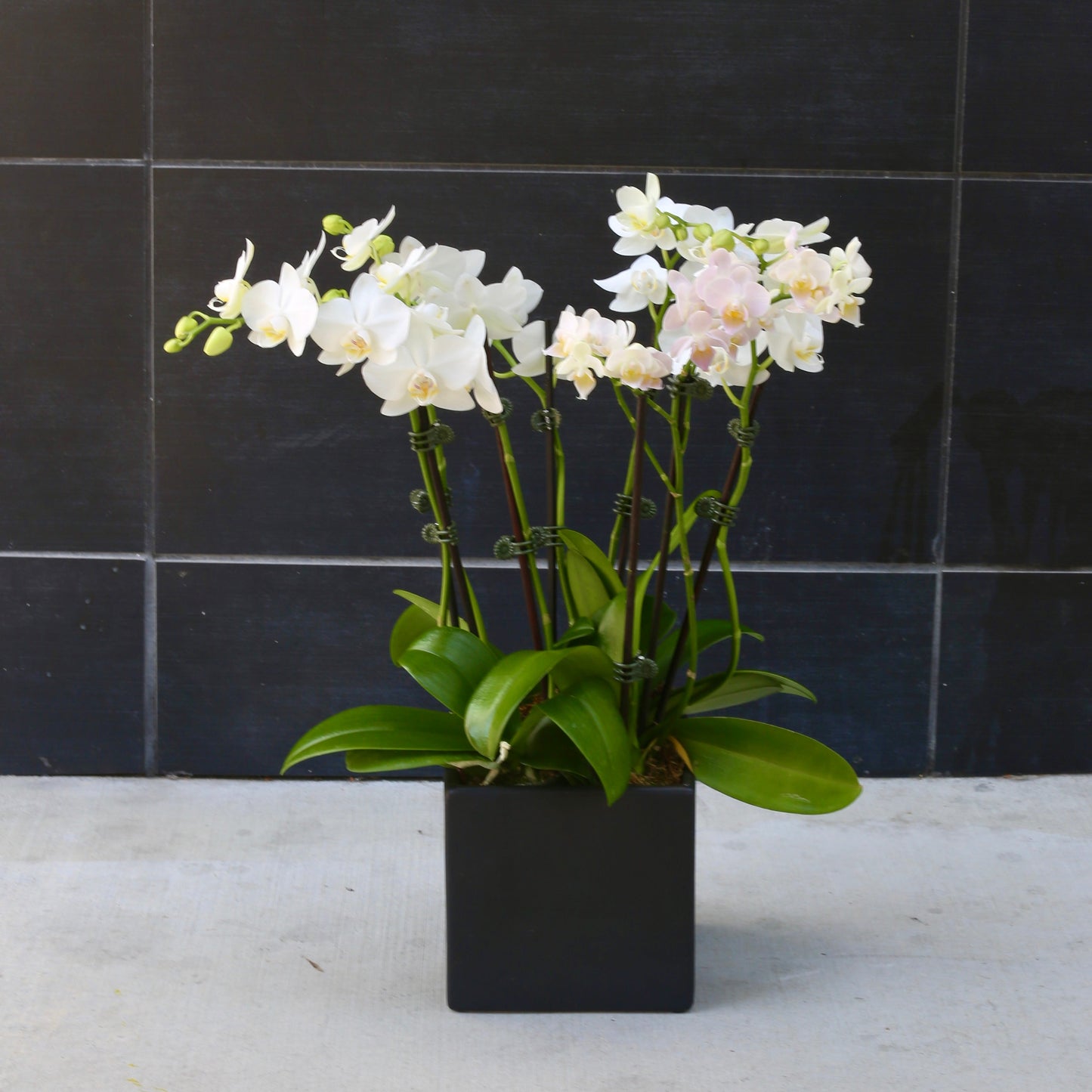 Lunar Petals - Los Angeles Florist - Pink Clover