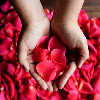 Rose Petals - Los Angeles Florist - Pink Clover