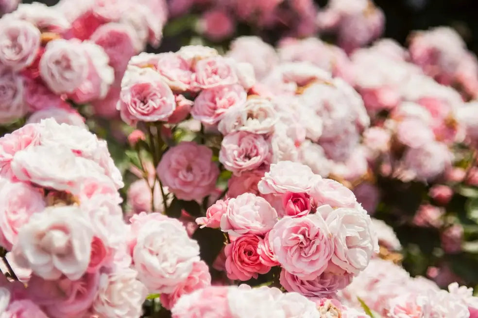 al-soot_-_pldRipVgx4-unsplash5_1_tiny_image_1.webp