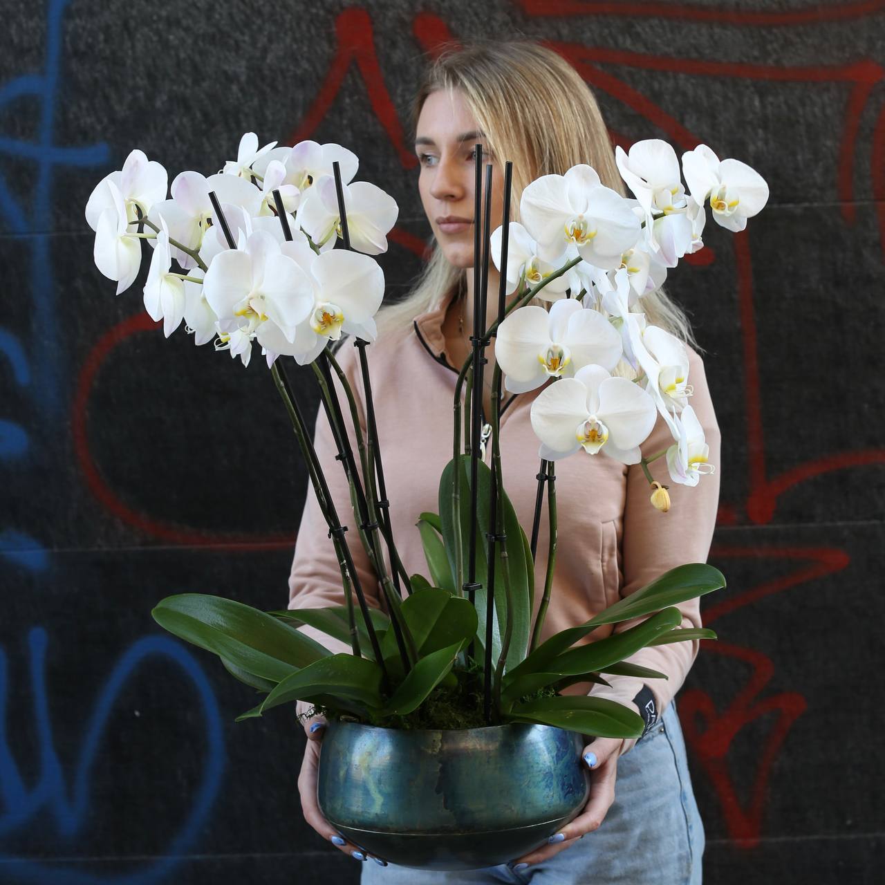 Orchid plants - Los Angeles Florist - Pink Clover